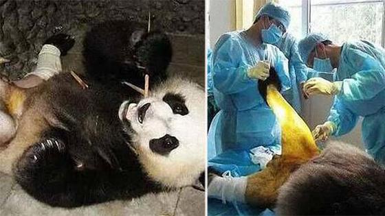 它九年前打群架骨折被剃毛 脱裤…