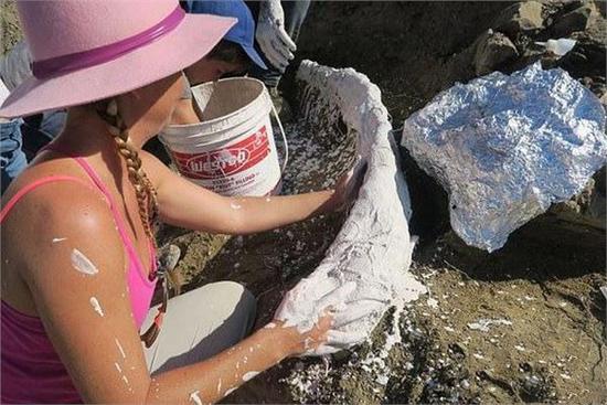 被绊倒后，蒂尔最初以为是一块石头，但是对骨骼的分析显示，这是一个非常罕见的6500万年前的三角恐龙颌骨。