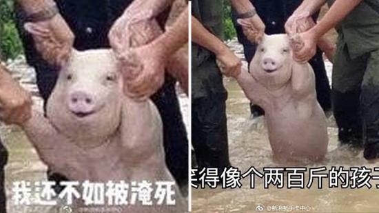 网红小猪被做成表情包