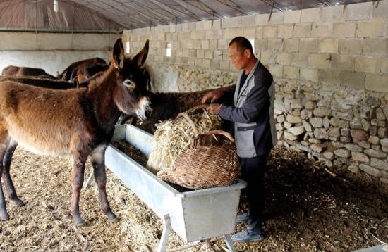 王承德并未将这些财富用来挥霍，而是花了150万建山庄、20万买乐50头毛驴、18万买私家车......图为2016年5月12日，王承德在驴圈里喂毛驴。