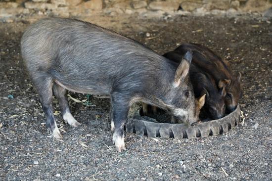这几头野猪是王承德失去毛驴后最大的心理安慰。