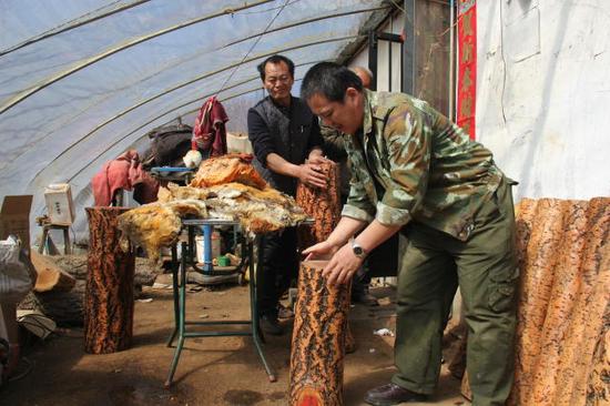 140斤的太岁，满满的摆了一张餐桌，害怕参观人群太多，对太岁造成影响，当时王承德还专门拿了三根木桩进行隔离。