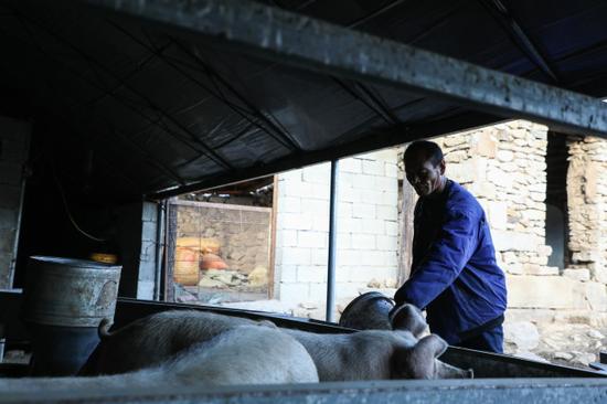 也许是对那些驴的不舍，也许是对暴富后第一个产业的情结。猪圈是王承德一天光顾最多的地方。