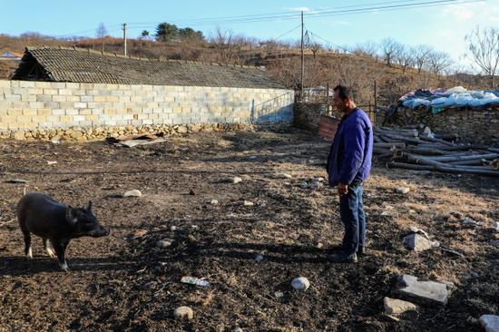 王承德不想让驴圈太空，就拿出少部分钱买了几头野猪跟家猪混养在一起。