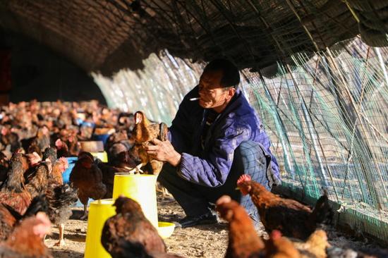 每次到了鸡舍，王承德就会逮住一只鸡聊上一会儿，这种在外人看来不可思议的举动