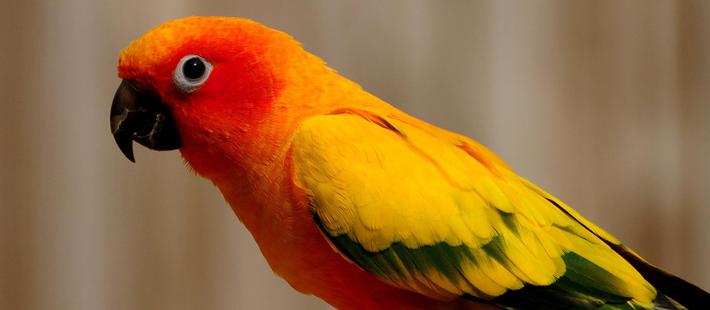 鹦鹉案王鹏出狱：称非常不值