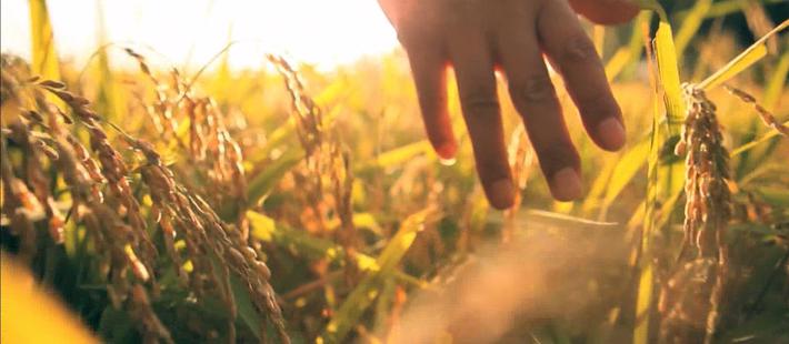 袁隆平团队沙漠海水稻获成功