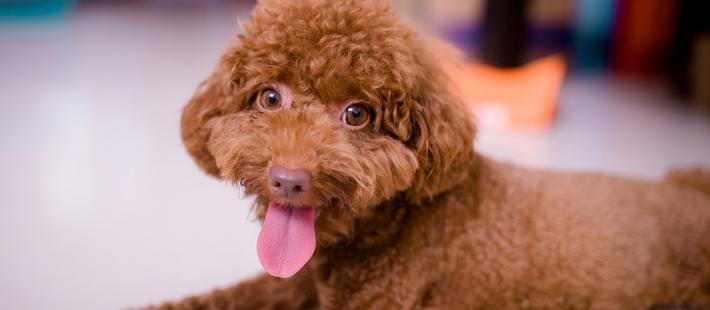 摔死泰迪,全家遭爱狗人士威胁