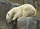 为了生存！ 北极熊孤身攀爬悬崖觅食
