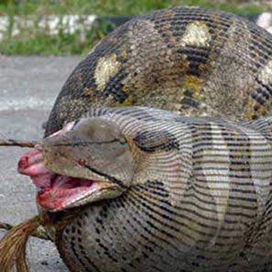 50斤牛犊被大蟒蛇一口吞下农户吓傻急忙报警