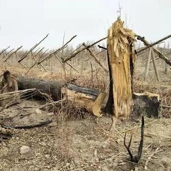 甘肃敦煌毁林事件背后公司:拥有莫高窟品牌红酒