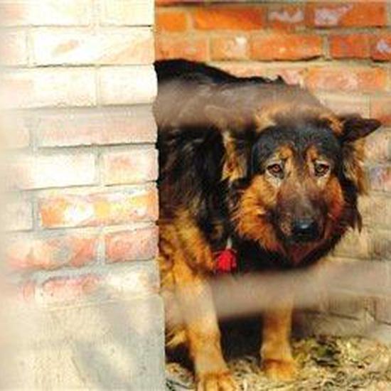 8岁男孩被狗咬死家属称咬人前已有征兆 手机新浪网