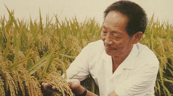 回顾！袁隆平如何创造中国杂交水稻神话