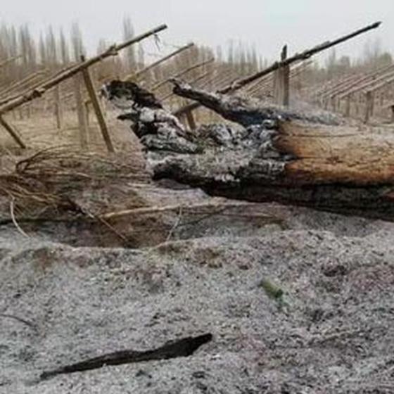 "敦煌万亩防护林被毁"事件 真相究竟如何?