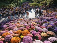 北京日坛公园菊花盛开