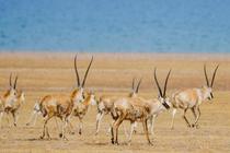 西藏野生动物成群