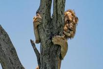 雄狮被追爬上树