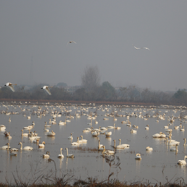 4萬羽候鳥抵達東古湖