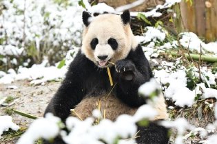 大熊猫雪中卖萌