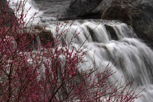 贵阳梅花竞相绽放 