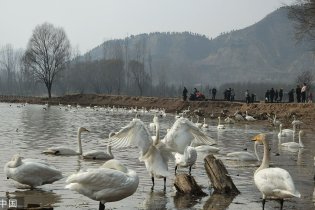 白天鹅预备回家