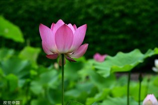 荷花绽放亭亭玉立