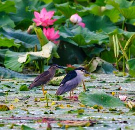 昆明：夜鹭荷塘嬉戏觅食