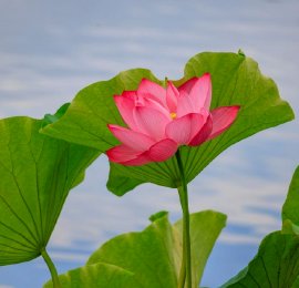 昆明大观楼荷花绽放 夏日荷塘“壁纸”上新