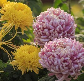 昆明：大观楼秋日赏菊正当时