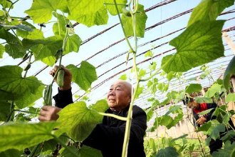 河北隆尧：设施农业变冬闲为冬忙