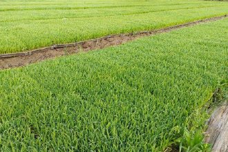 安徽多地探索水稻单产提升新事