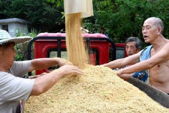 四川山丘地区秋收见闻