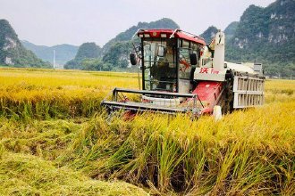 秋收稻谷香 ，颗粒皆满仓