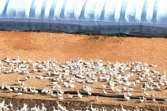 行进中国丨林区“鹅鸣”