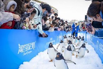 哈尔滨全人工孵化企鹅诞生