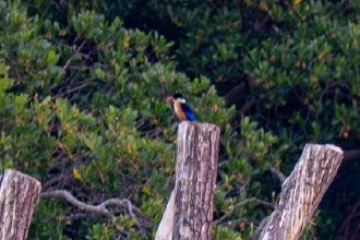 候鸟蓝翡翠做客厦门筼筜湖