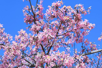 看福建长泰花仙谷的“今昔之变”