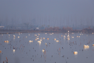 湖南岳陽：4萬羽候鳥抵達東古湖