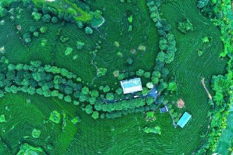 臺灣茶在福建這里扎下根