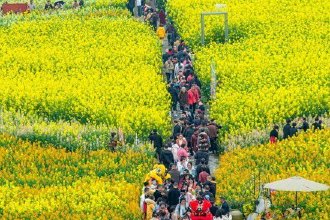 富顺这片油菜花海好惊艳