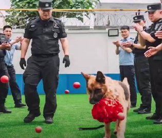 警犬木兰服役8年后退休