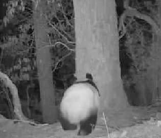 大熊猫踏雪漫步