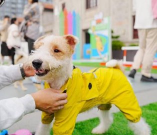 蘇河灣犬運(yùn)會(huì)開幕