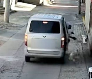 保定有人驾车偷狗