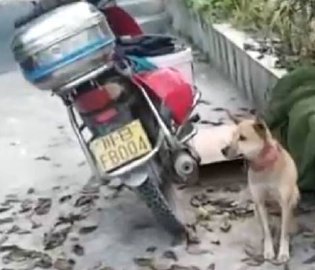 主人住院狗狗摩托旁守8天