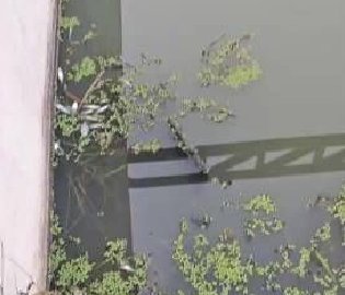 河道现数只鱼类鸟类尸体