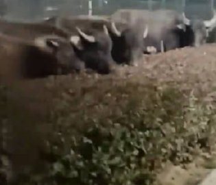 散养牛群啃食绿化带