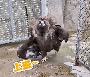 一动物园秃鹫蹦蹦跳跳上班