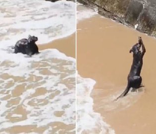 海边涨潮小猫被困众人救猫