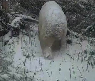 全白色大熊猫